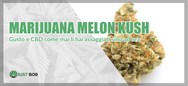 marijuana melon kush light