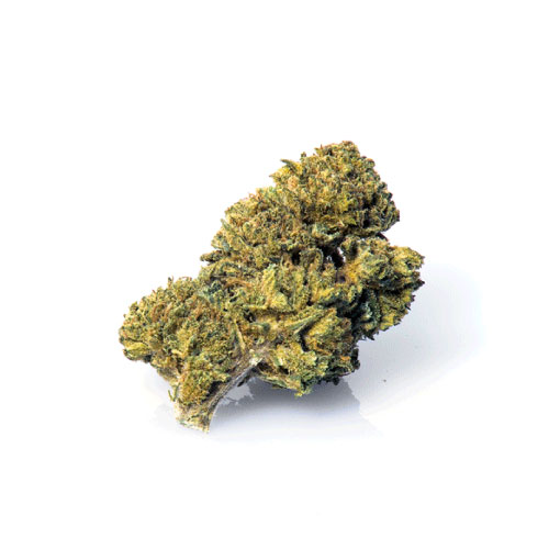 master-kush-marijuana-legale-cannabis-light master-kush-marijuana-legale-cannabis-light