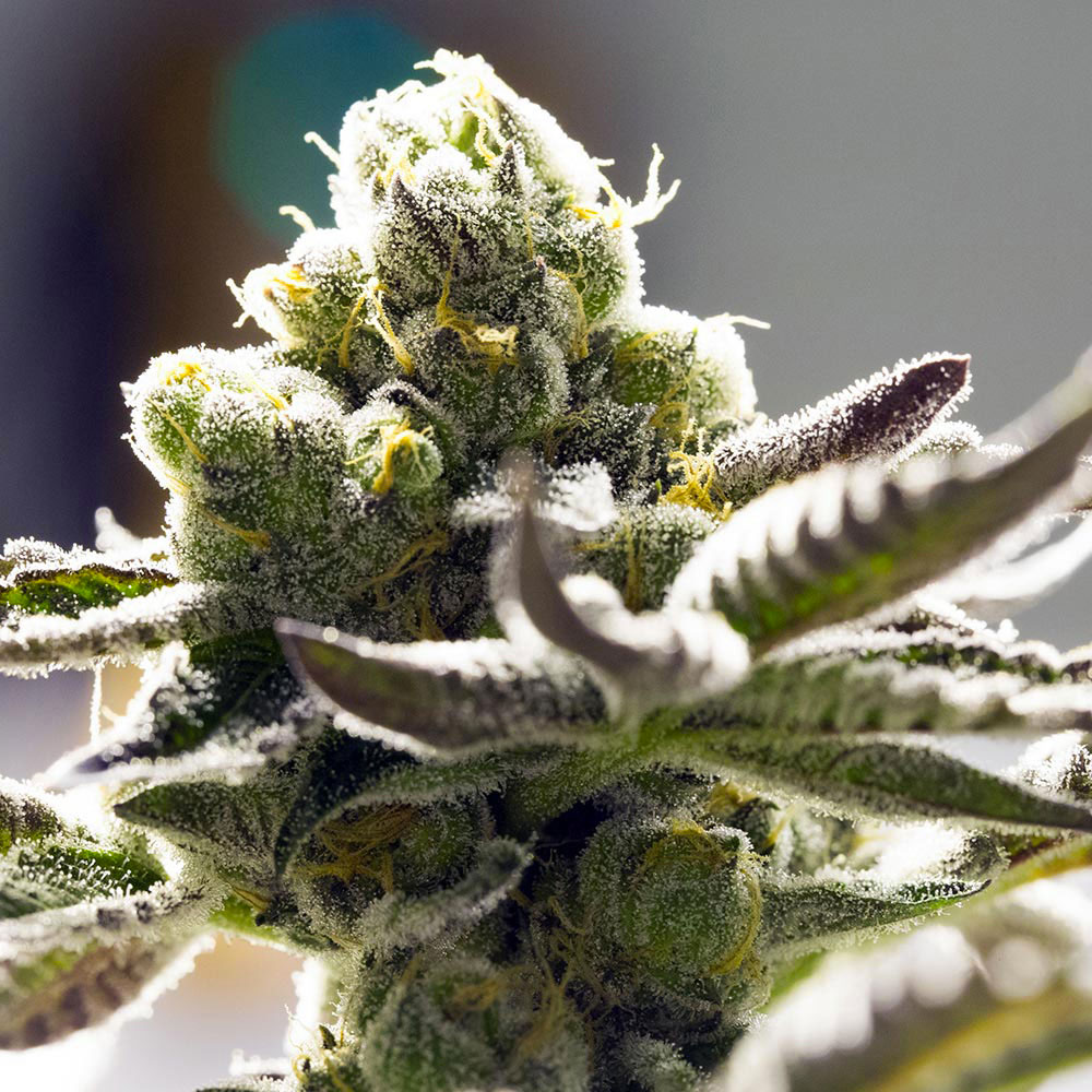 orange-blossom-femminizzata-semi-canapa-cannabis-light orange-blossom-femminizzata-semi-canapa-cannabis-light