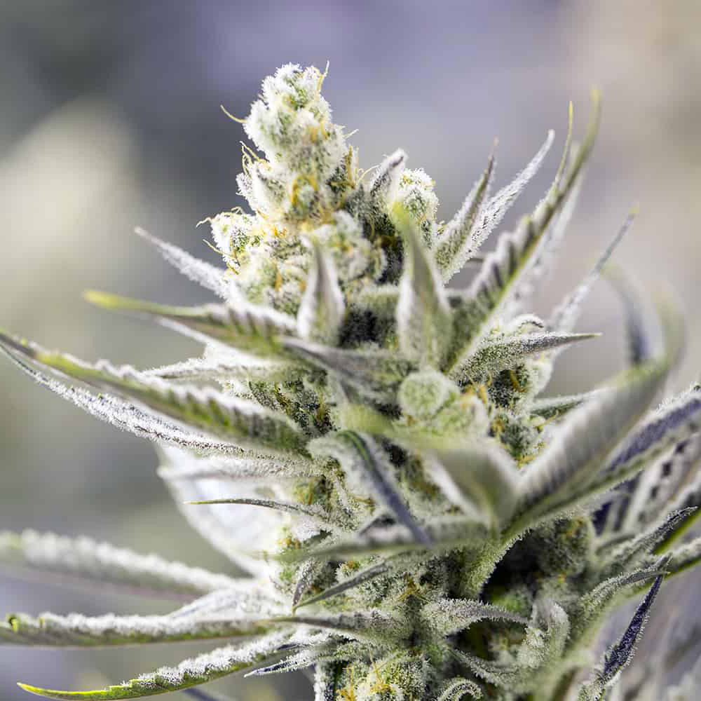 orange-blossom-xxl-auto-semi-marijuana-legale-thc orange-blossom-xxl-auto-semi-marijuana-legale-thc