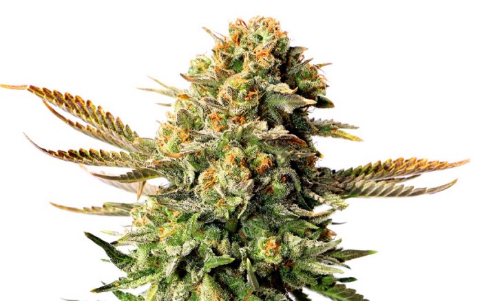 Semi di cannabis: maschio o femmina? Differenze - JustBob