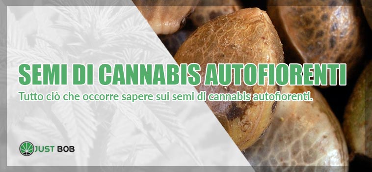 I migliori semi di cannabis autofiorenti