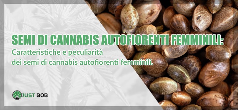 Semi di cannabis autofiorenti femminili