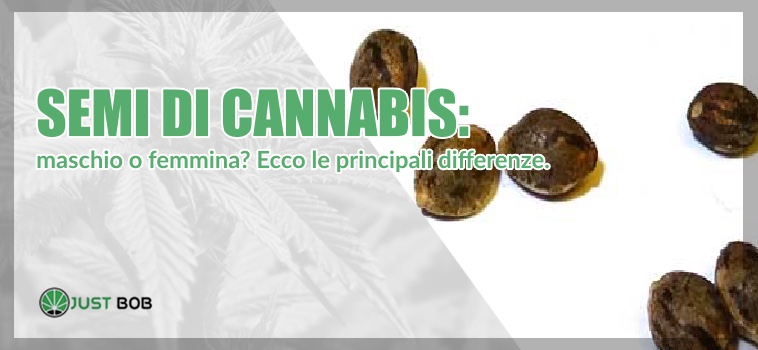 Semi di cannabis: maschio o femmina? Differenze - JustBob