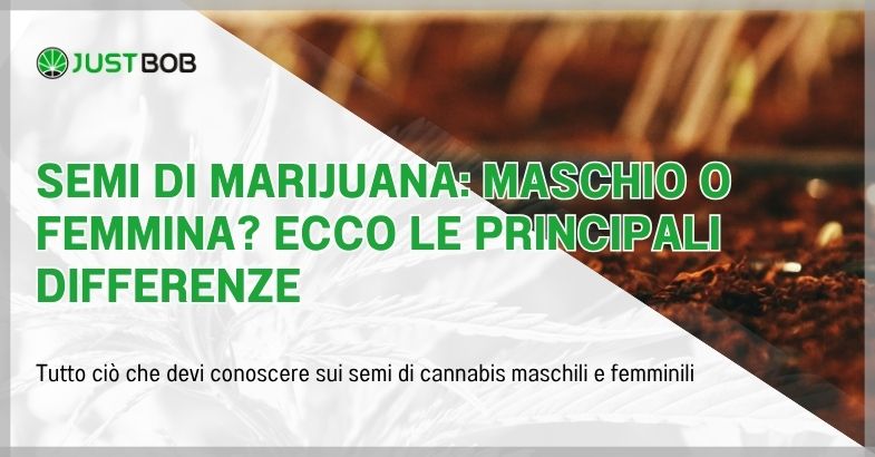 Semi di marijuana: maschio o femmina?