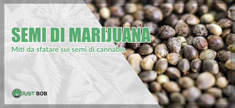 semi di marijuana miti da sfatare