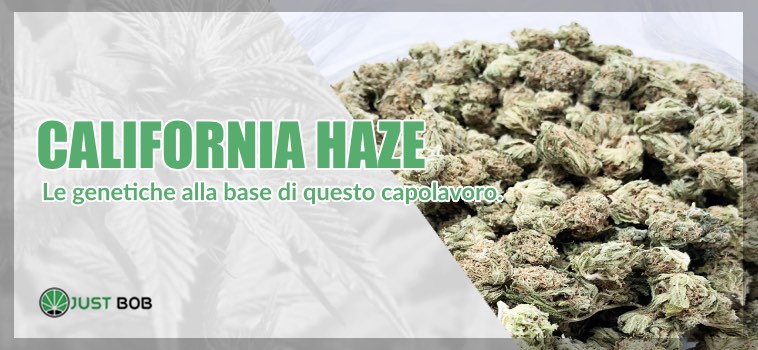 marijuana light California Haze genetica