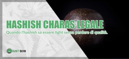 hashish-charas-legale hashish Charas legale