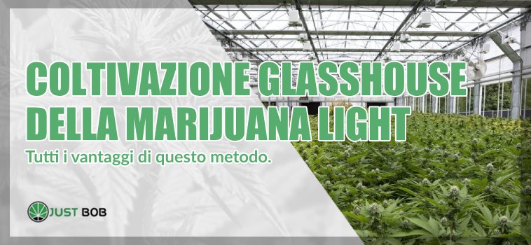 sweetberry marijuana light coltivazione glasshouse