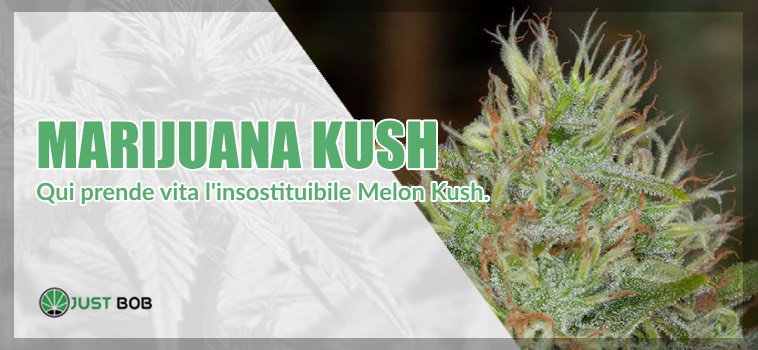 marijuana Master Kush genitore della melon kush