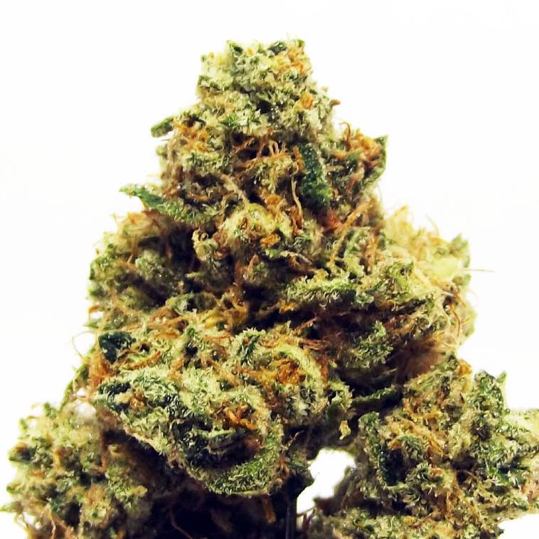 Original Kush OG caratteristiche 