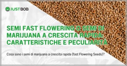 Semi fast flowering o semi di marijuana a crescita rapida