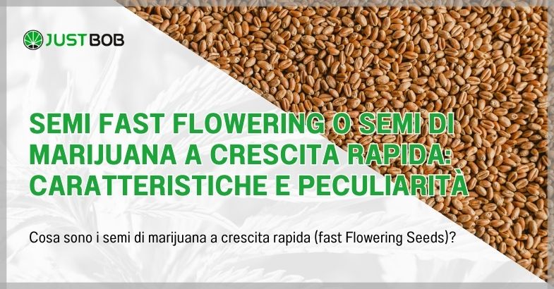 Semi fast flowering o semi di marijuana a crescita rapida