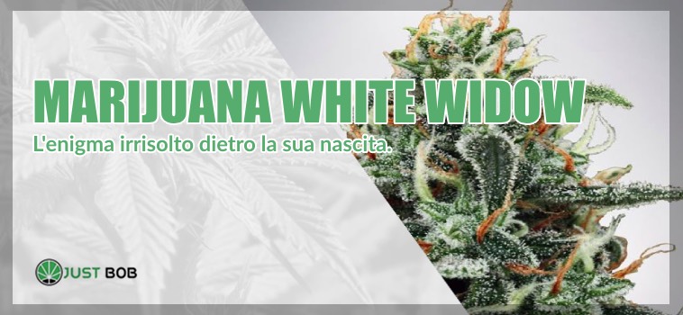 origini White Widow marijuana