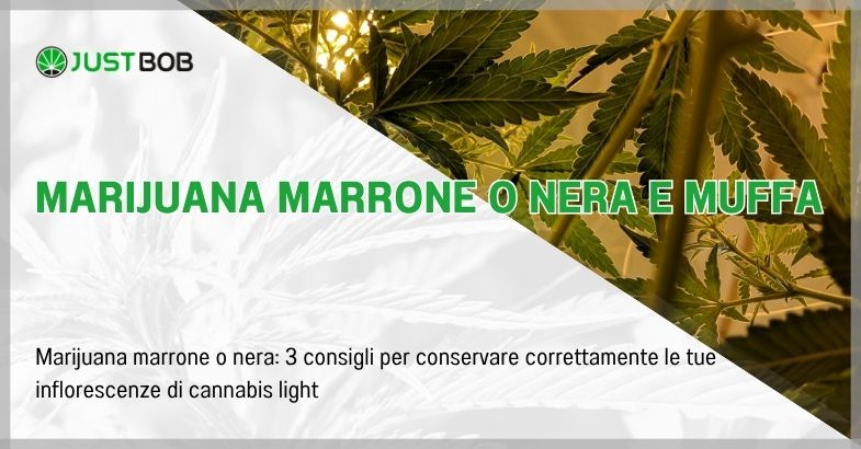 Marijuana marrone o nera e muffa