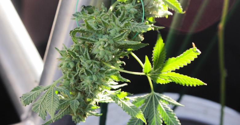 è legale coltivare cannabis