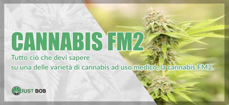 Cannabis FM2 marijuana legale