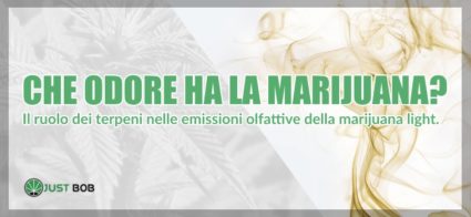 che odore ha la marijuana