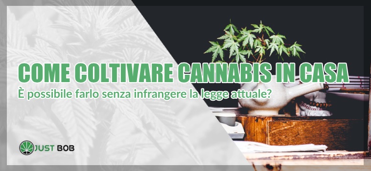 come coltivare cannabis in italia