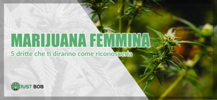 come riconoscere marijuana femmina