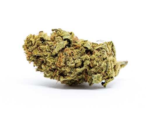 melon kush weed cannabis legale italia