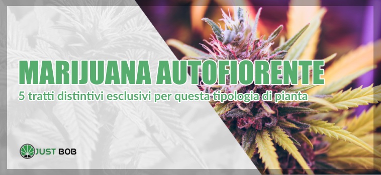 Marijuana autofiorente light