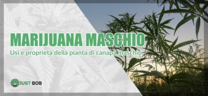 Marijuana maschio utilizzi