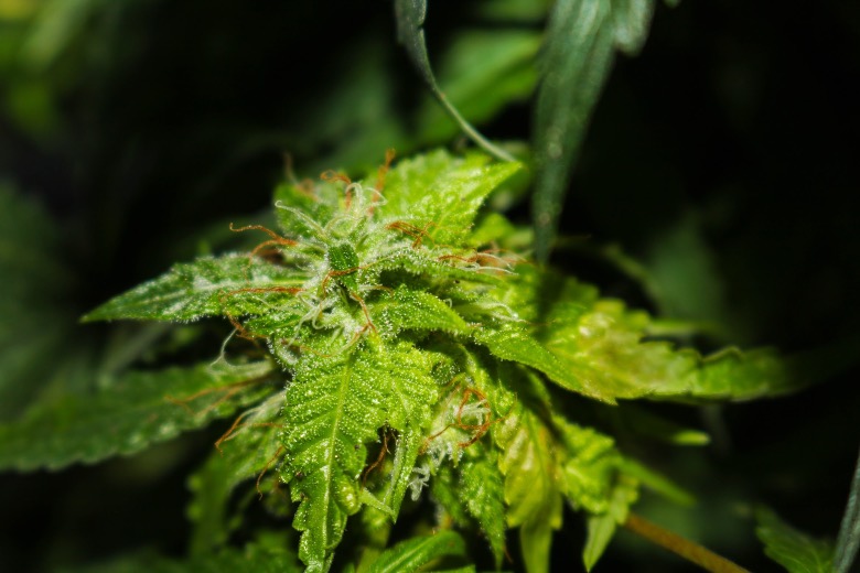 autofiorenti indoor tempi fioritura marijuana light