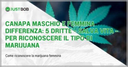 Canapa maschio e femmina differenza: 5 dritte
