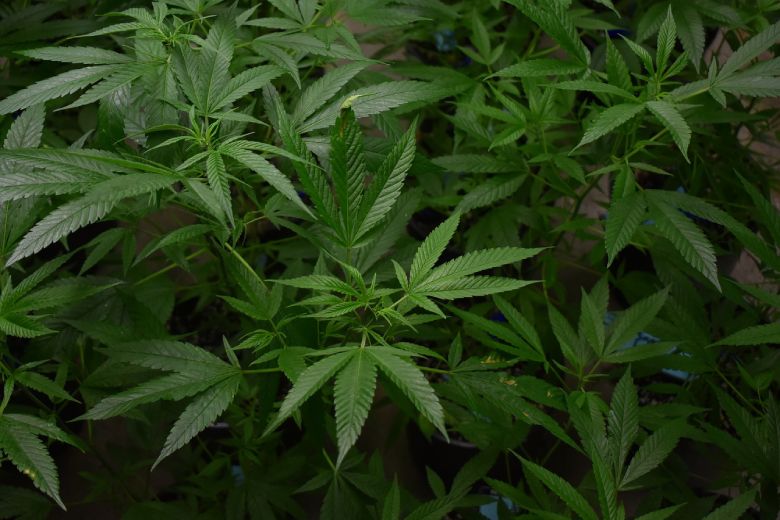 cannabis medica coltivazione marijuana light
