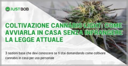 Coltivazione cannabis light: come avviarla in casa senza infrangere la legge attuale