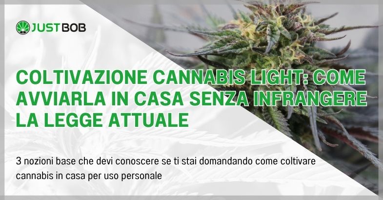 Coltivazione cannabis light: come avviarla in casa senza infrangere la legge attuale