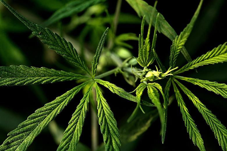 legalizzazione cannabis light in italia