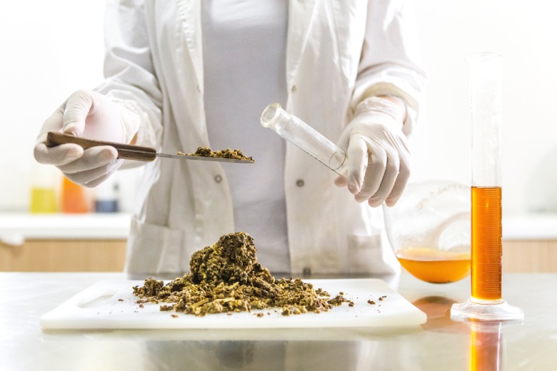 olio cbd marijuana legale