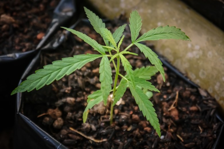 proprietà del cbd marijuana light