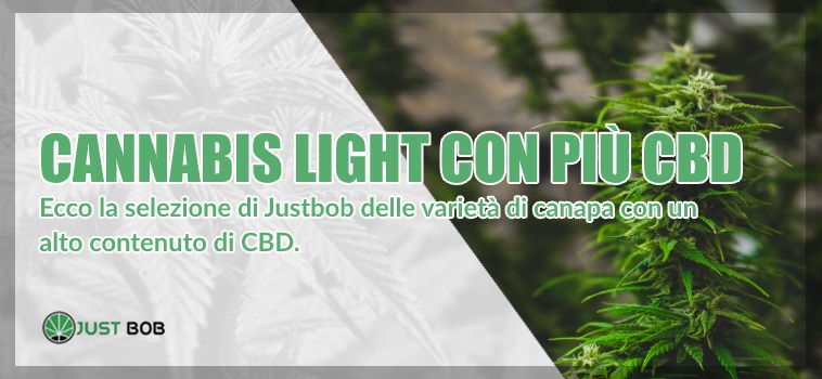 Cannabis light con più CBD