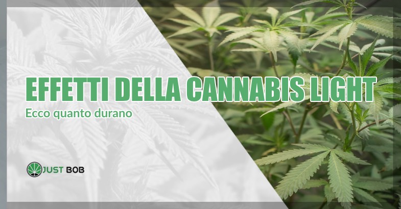 Effetti della cannabis light durata