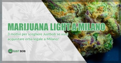 Marijuana legale a Milano