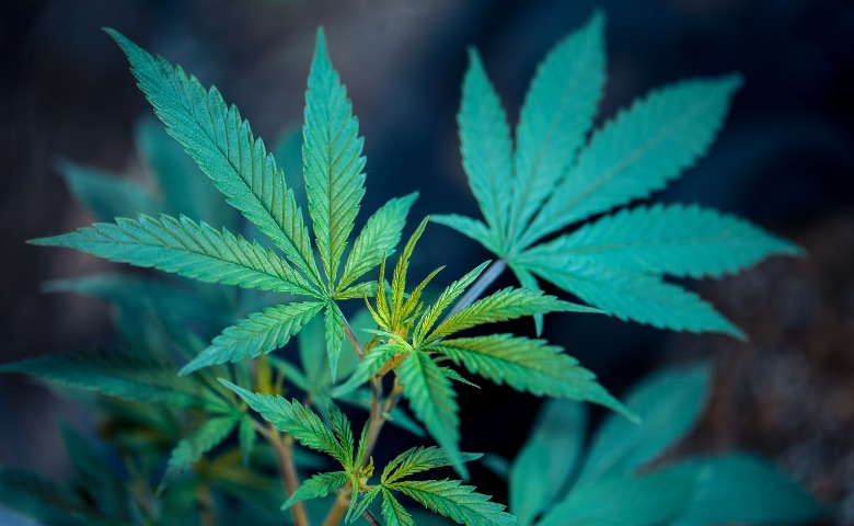 cristalli cbd estrazione dalla cannabis e utilizzi