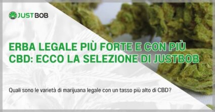 Erba legale più forte e con più CBD