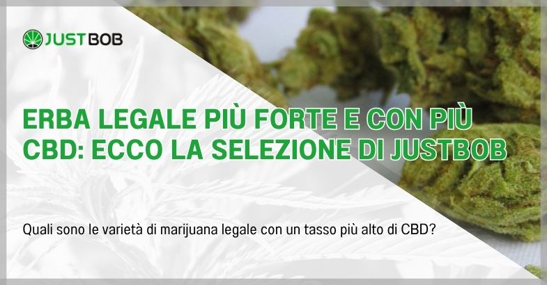 Erba legale più forte e con più CBD