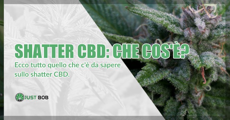 shatter cbd di erba legale