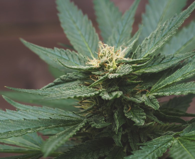 Terpeni della cannabis ed effetti
