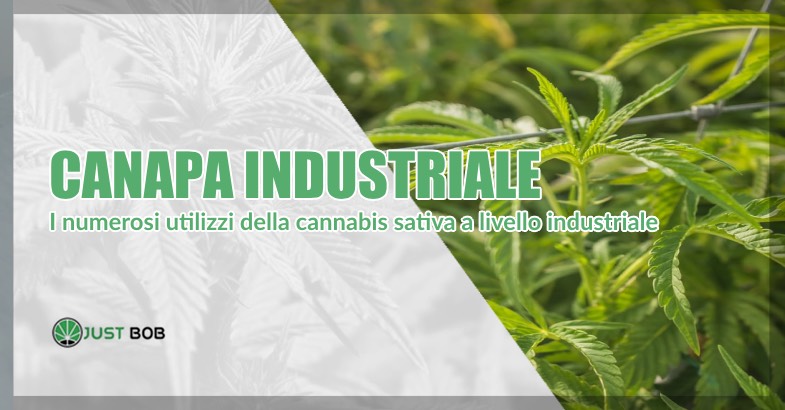 canapa industriale utilizzi