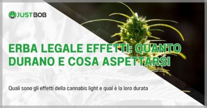 Erba legale effetti: quanto durano e cosa aspettarsi