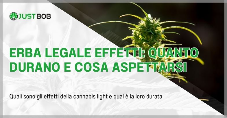 Erba legale effetti: quanto durano e cosa aspettarsi