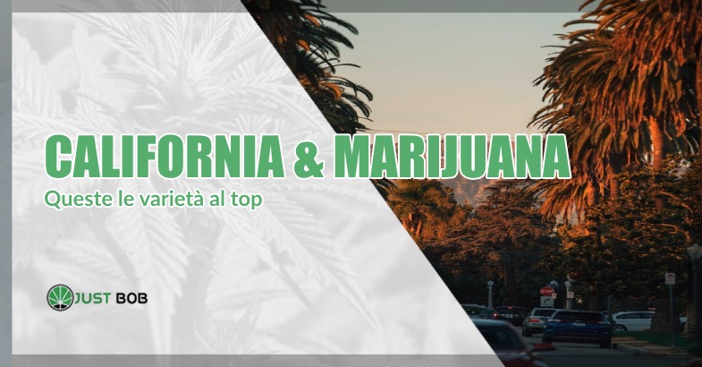 California marijuana