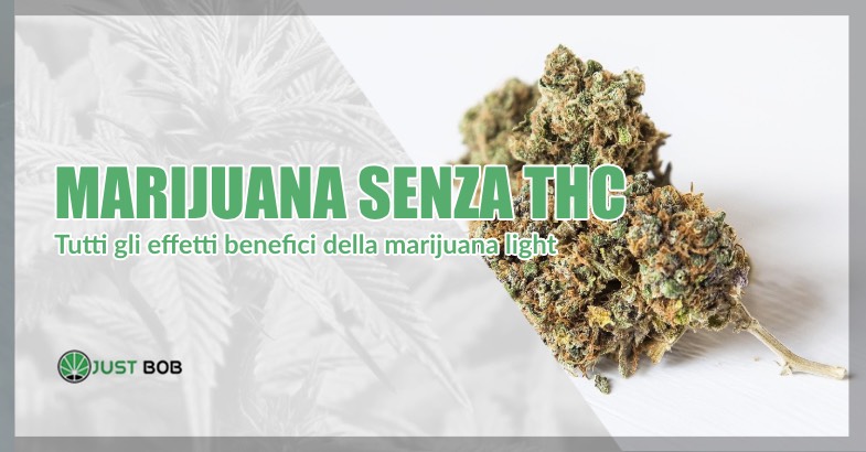 Marijuana legale: cos'è, come si assume, che benefici ha - BitMat