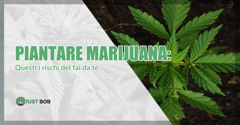 Piantare marijuana rischi