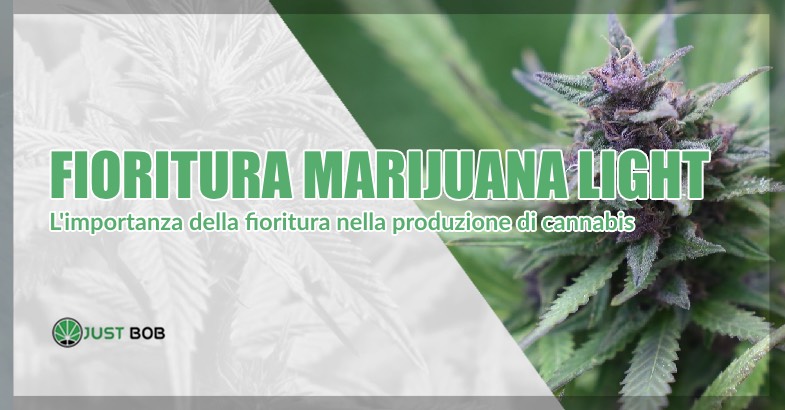 fioritura marijuana light